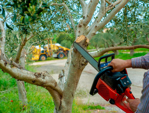 Best Best Tree Removal Services  in Madelia, MN